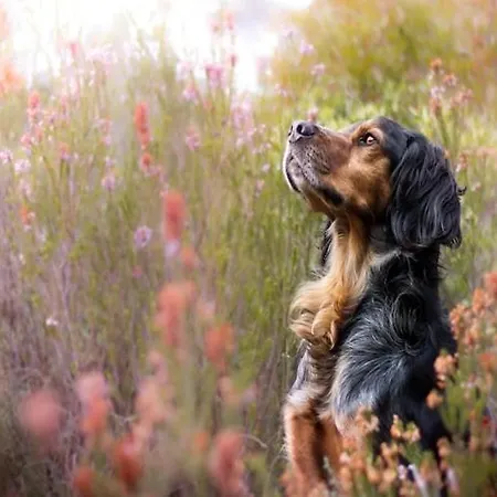 With Jacuzzi And Private Garden * Bogacko